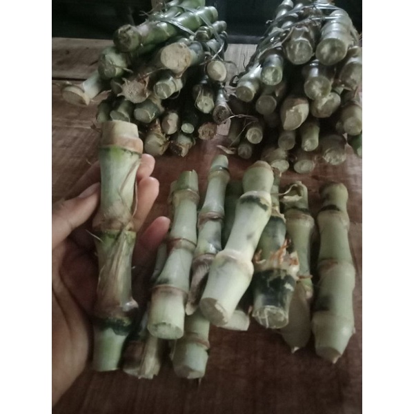 Jual bibit suket rumput odot super /stek batang kolonjono sayur pakan ...