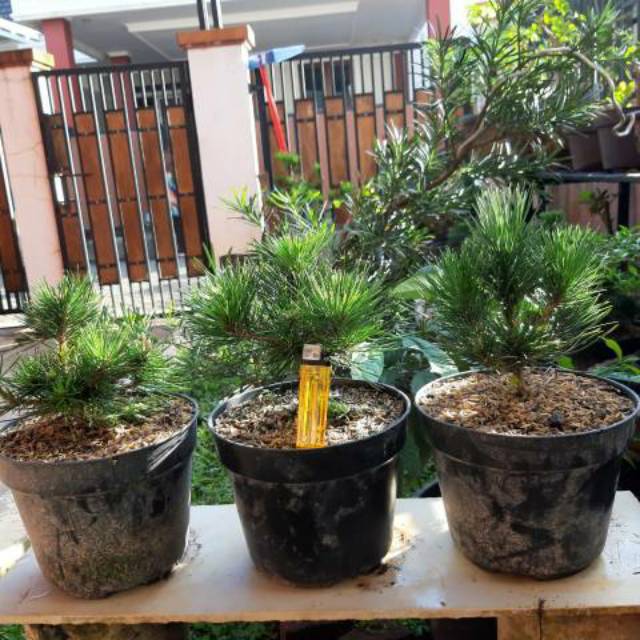 Jual Bahan Bonsai Black Pine/Pinus Hitam (Thunbergii) | Shopee Indonesia
