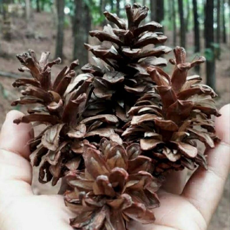 Jual bunga pinus / pinus kering / bunga pinus kering | Shopee Indonesia