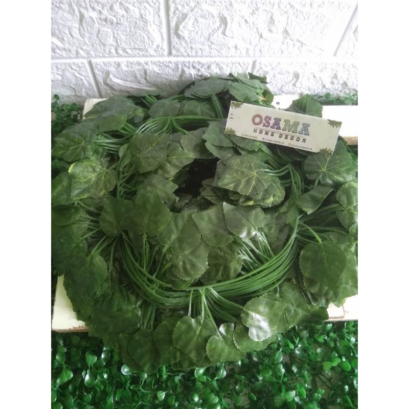 Jual daun rambat anggur 2 meter | Shopee Indonesia