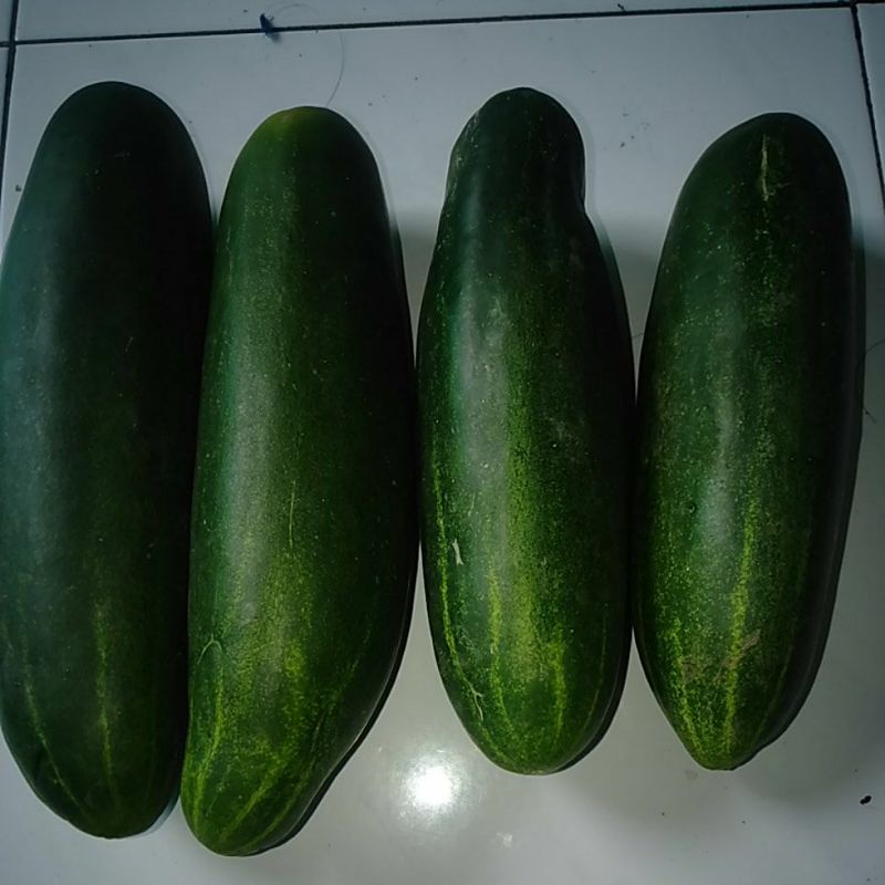 Jual Timun besar buah segar 500gr | Shopee Indonesia