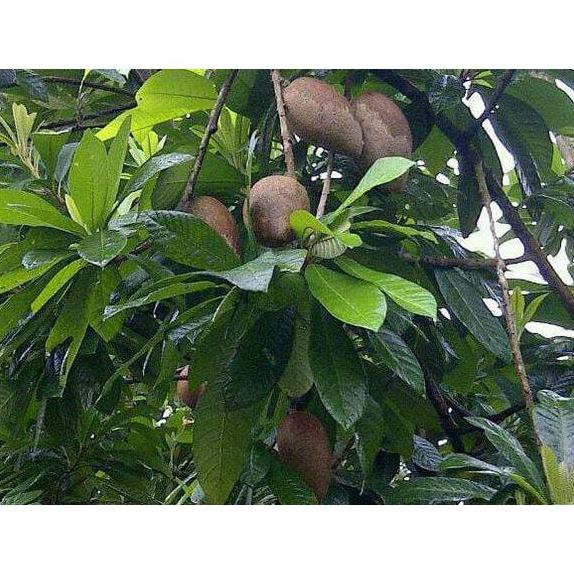 Jual Xx Bibit Tanaman Buah Mamey Sapote Magana New Shopee Indonesia