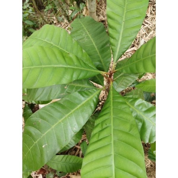 Campoleh Online: Solusi Belanja Online Ramah Lingkungan di Tangerang