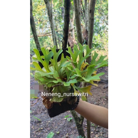 Jual Platycerium Ridleyi / Redleyi / Simbar menjangan Kalimantan ...