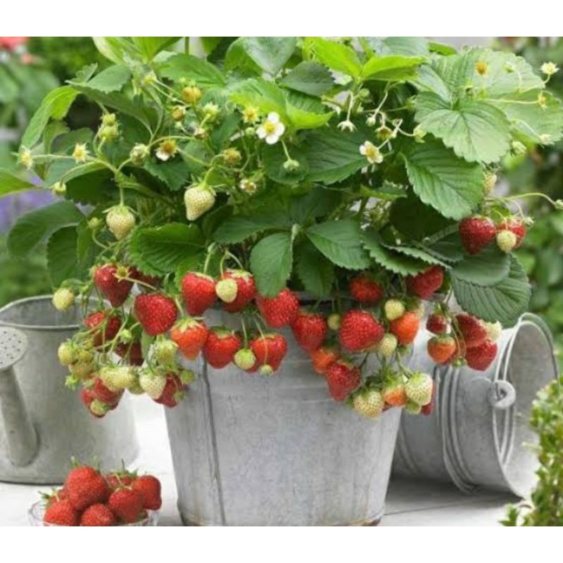 Jual Tanaman pohon strawberry besar | Shopee Indonesia