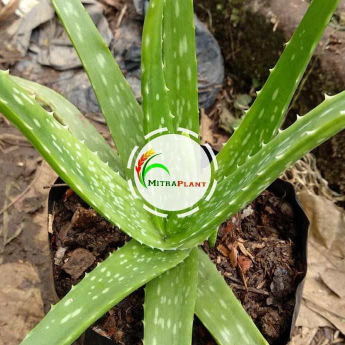 Jual Pr0duk Bibit Tanaman Lidah Buaya Pohon Aloe Vera Tanaman