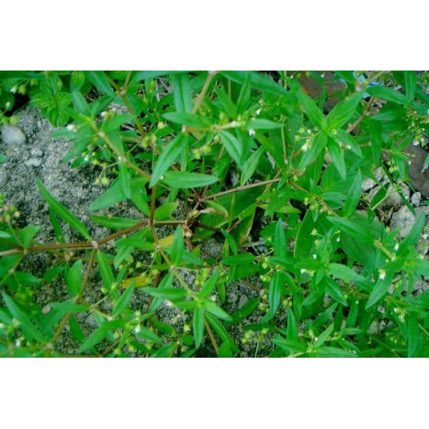 Jual Bibit Tanaman RUMPUT MUTIARA | Shopee Indonesia