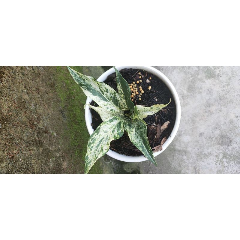 Jual Wave Of Love Variegata Gelombang Cinta Varigata Shopee Indonesia 4851