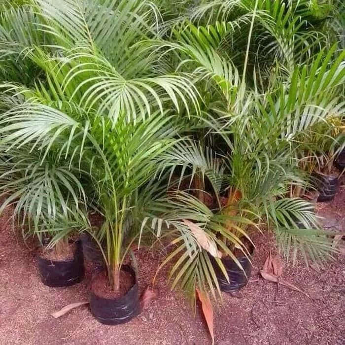 Jual Tanaman Palem Terlengkap & Harga Terbaru Agustus 2026 | Shopee ...