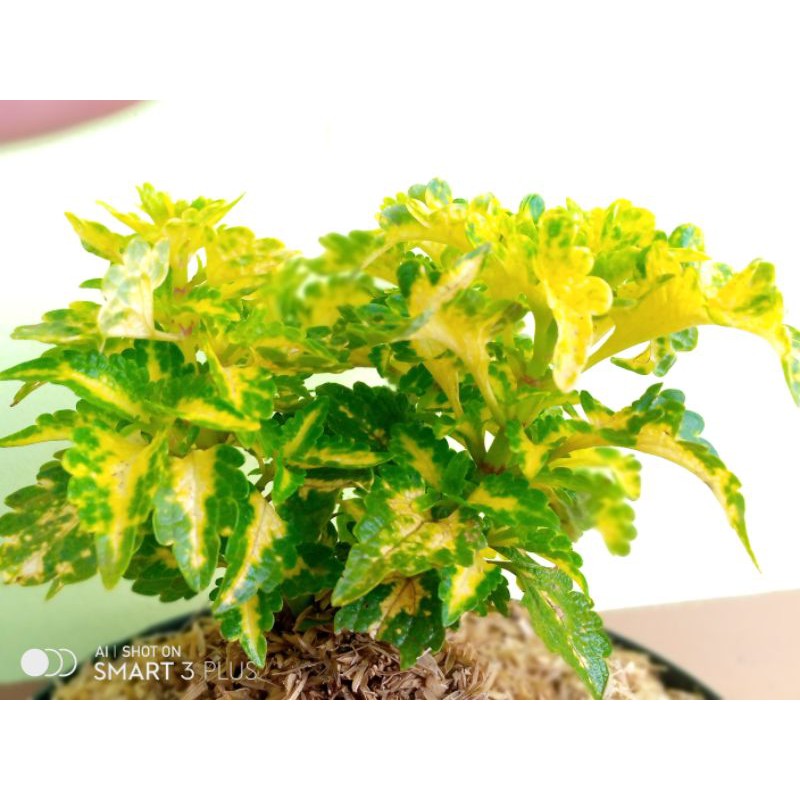 Jual TANAMAN MIANA EKOR NAGA KUNING/ coleus electrik lime solenostemon ...