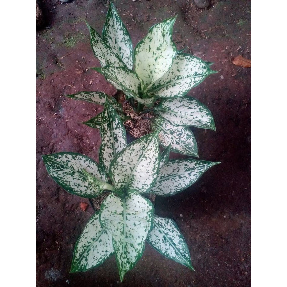 Jual Tanaman Hias Aglaonema Snow White Pohon Aglonema Salju Snow White Shopee Indonesia