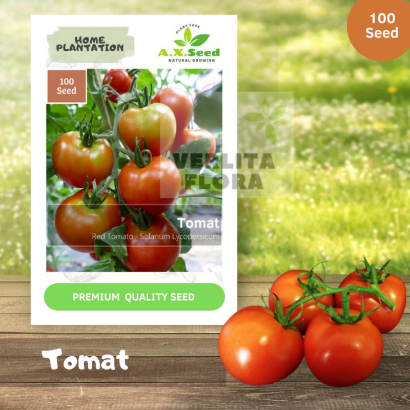 Benih Bibit Tomat - AX Seed
