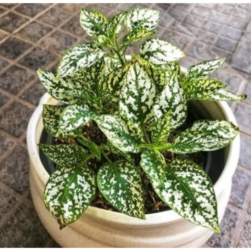 Jual Pohon Hypotes Putih Tanaman Hias Indoor Hipotes Putih | Shopee ...