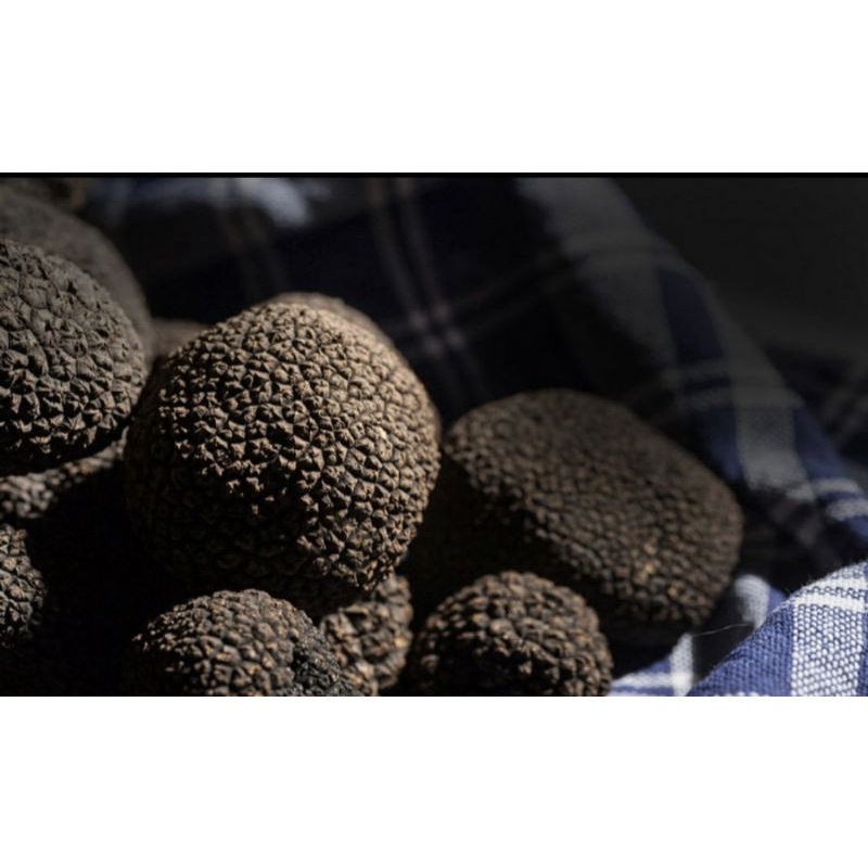 Jual Fresh Whole Black Italian Truffle Mushroom Jamur Hitam Italy
