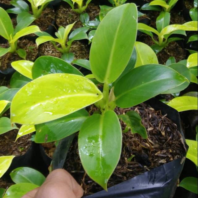 Jual Tanaman indoor pilo lemon | Shopee Indonesia