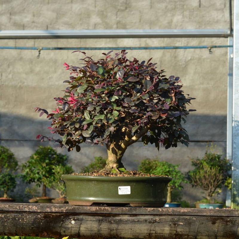 Jual Tanaman hias Bonsai Loropetalum / bonsai serut merah | Shopee