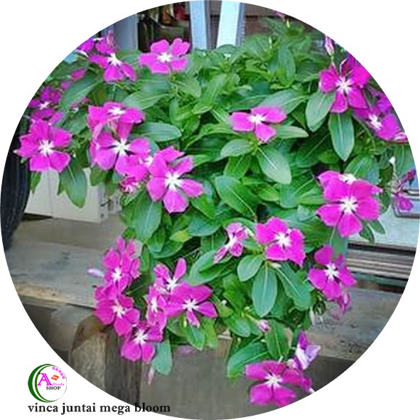 Jual isi 12 benih benih biji tanaman hias bunga vinca juntai mega bloom ...