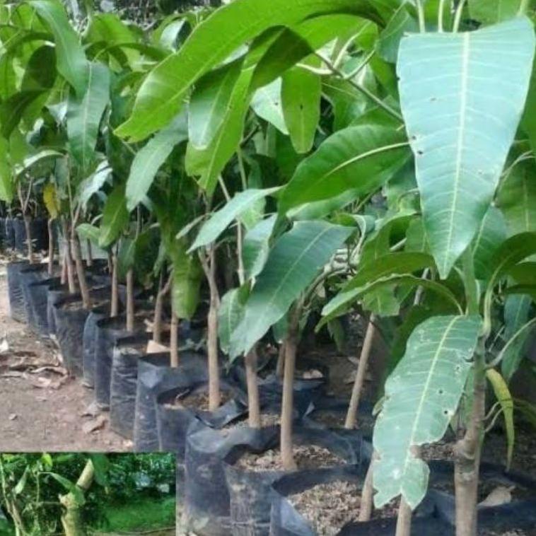 Jual 