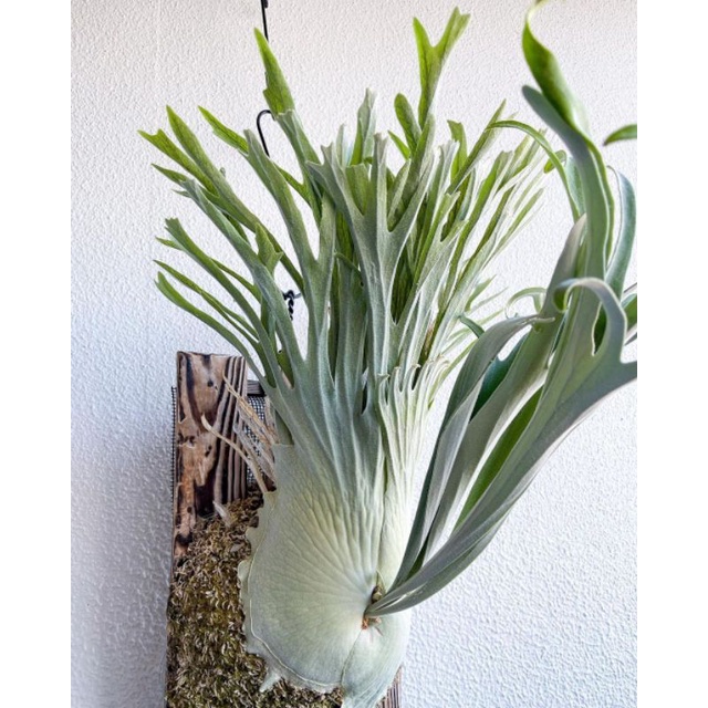 Veitchii Wild Australia 小さから