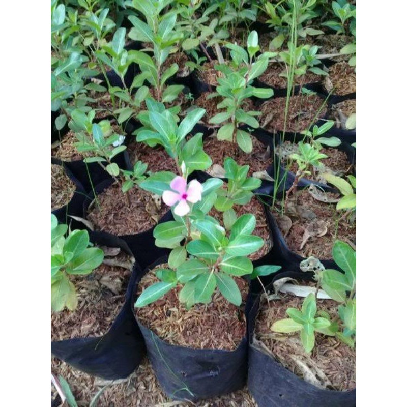 Jual tanaman bunga tapak dara pohon hias | Shopee Indonesia