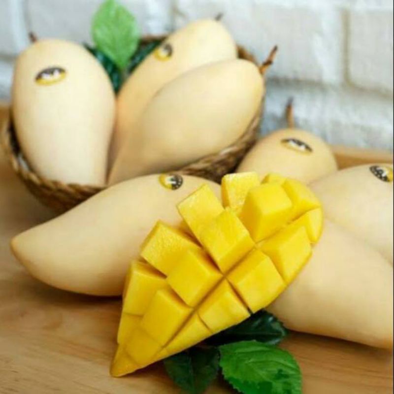 Jual bibit mangga golden | Shopee Indonesia