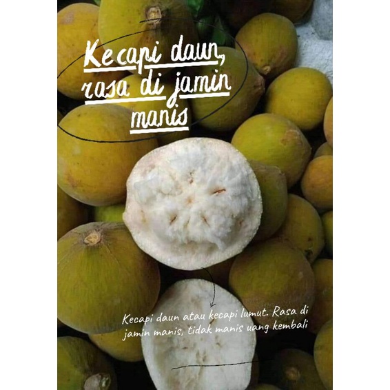 Jual BUAH SEGAR KECAPI DAUN ATAU KECAPI LUMUT RASA DI JAMIN MANIS BERAT ...