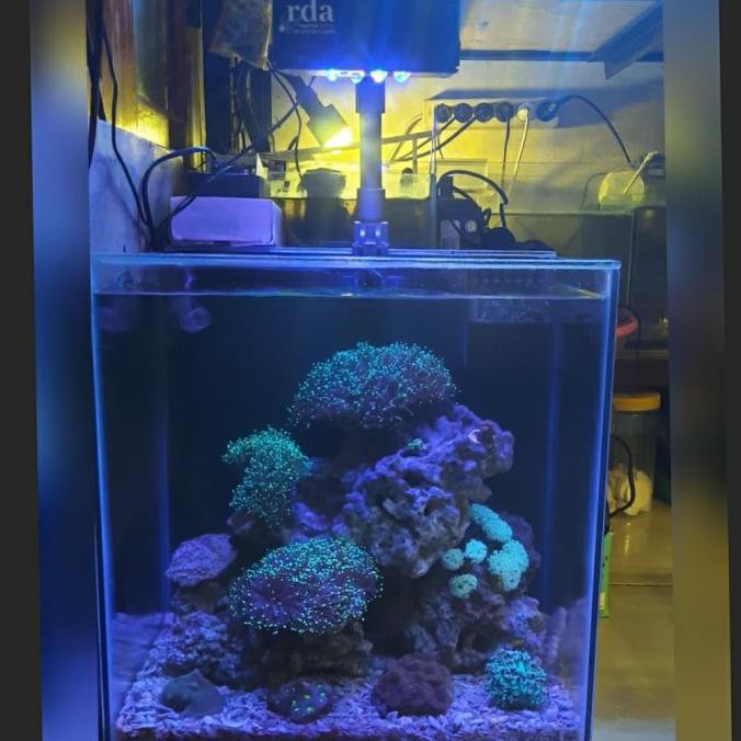 Jual Aquarium Laut 1 Set / Jasa Seting Lengkap Ukuran 40X40X40 Shopee
