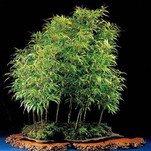 Jual Tanaman Bambu Mini Micro/Sasa Pygmaea Bamboo Dwarf | Shopee Indonesia