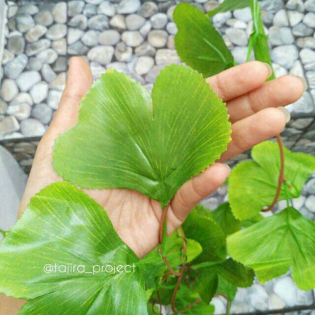 Jual Daun rambat / daun gantung / tanaman rambat / tanaman gantung ...