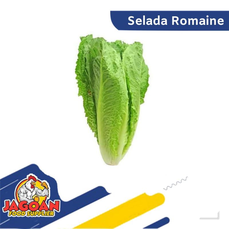 Jual Termurah Selada Romaine 500 Gram Sayur Segar Shopee Indonesia