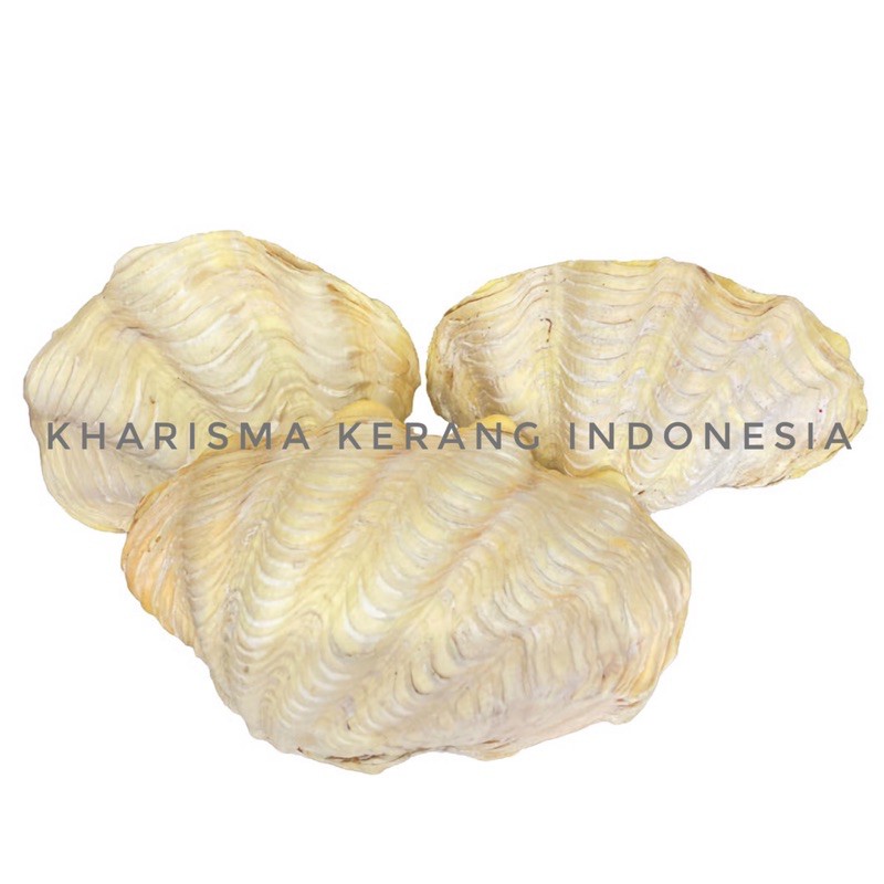 Jual CALM SHELL KERANG KIMA KERANG LAUT KIMA KERANG KIMA KERING KERANG ...