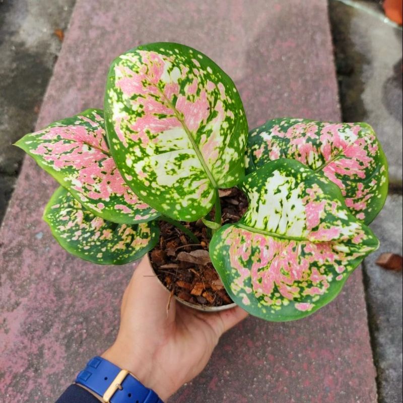 Jual Tanaman hias aglonema tri color-aglaonema-tanaman hias hidup ...