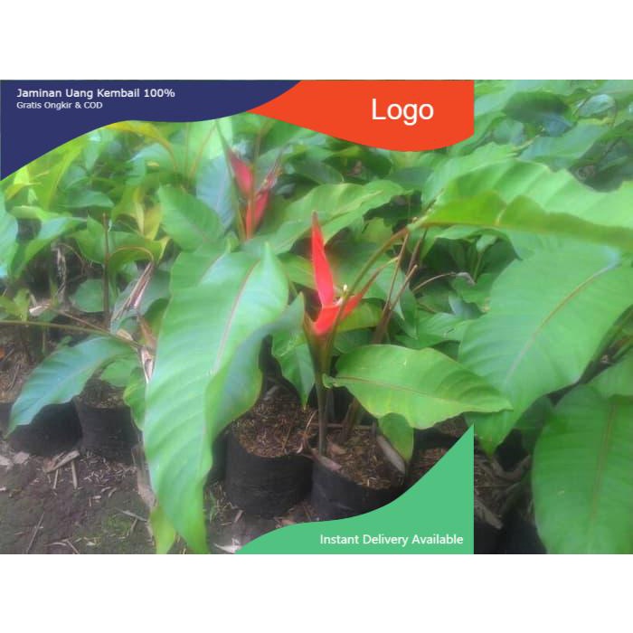 Jual Srd Bibit Tanaman Heliconia Pisang Bali Tanaman Hias Heliconia Shopee Indonesia