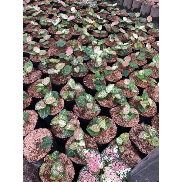 Jual Tri Color Baby dan Jumbo Termurah Aglonema Murah | Shopee Indonesia