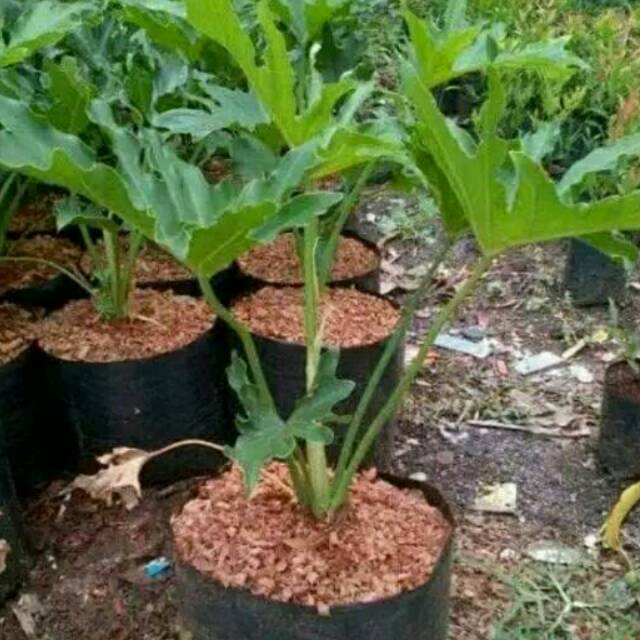 Jual Tanaman hias indoor phillodendron selloum-selum-dendrum | Shopee ...