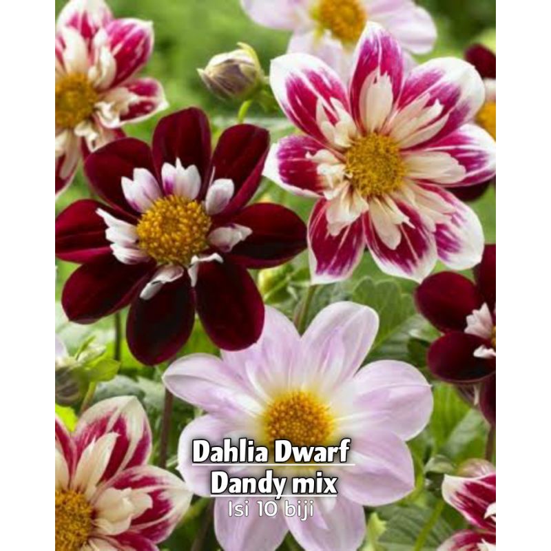 Jual Dahlia Dwarf Dandy benih biji | Shopee Indonesia