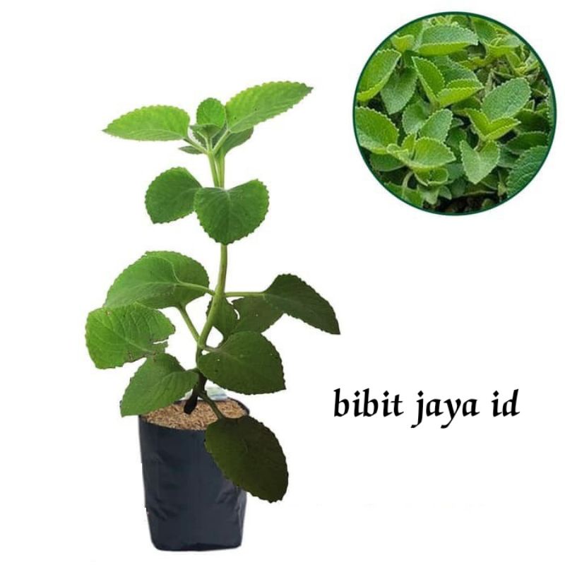 Jual Bibit Tanaman Jinten/Jintan Hitam (HERBAL) | Shopee Indonesia