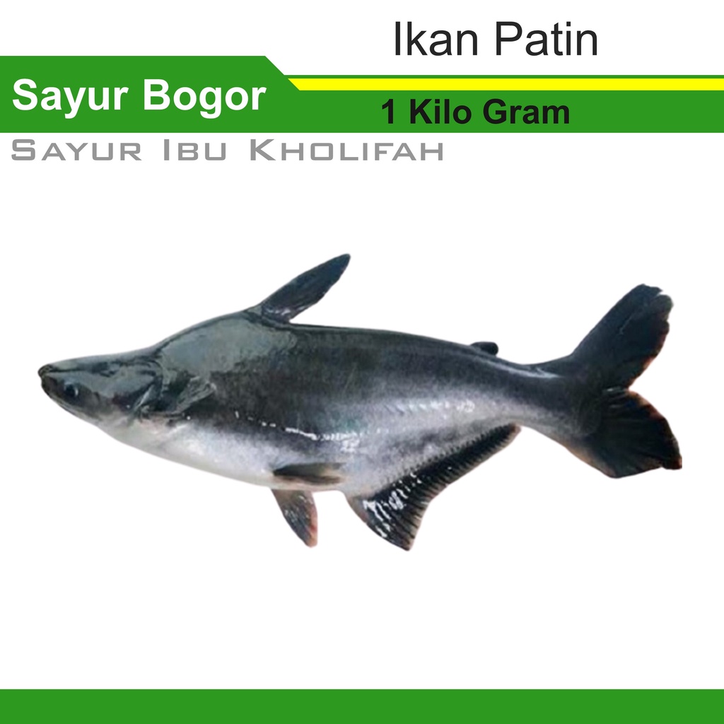 Jual Ikan Patin Segar 1 Kilo Gram Lauk Pauk Ikan Segar Bogor Shopee