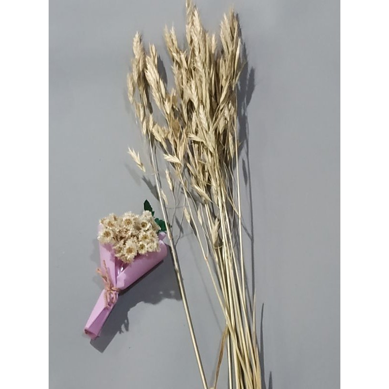 Jual Bunga kering Rumput Liar Impor per ikat | Shopee Indonesia