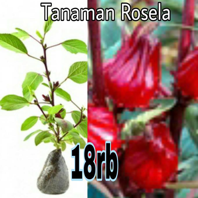 Jual Tanaman Bunga Teh Rosela/Rosella -bibit Hidup Bukan Biji- Spg ...