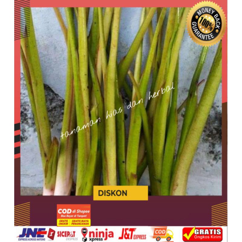 Jual Bibit talas atau taleus pulen 1kg isi 10 bibit termurah | Shopee ...