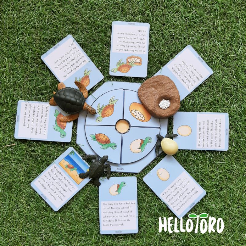 Jual Life Cycle /Siklus Hidup Montessori | Shopee Indonesia