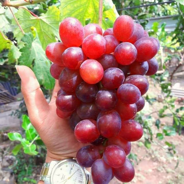 BIBIT ANGGUR IMPORT NINEL (asli grafting) (bibit anggur stek/grafting) bibit anggur murah