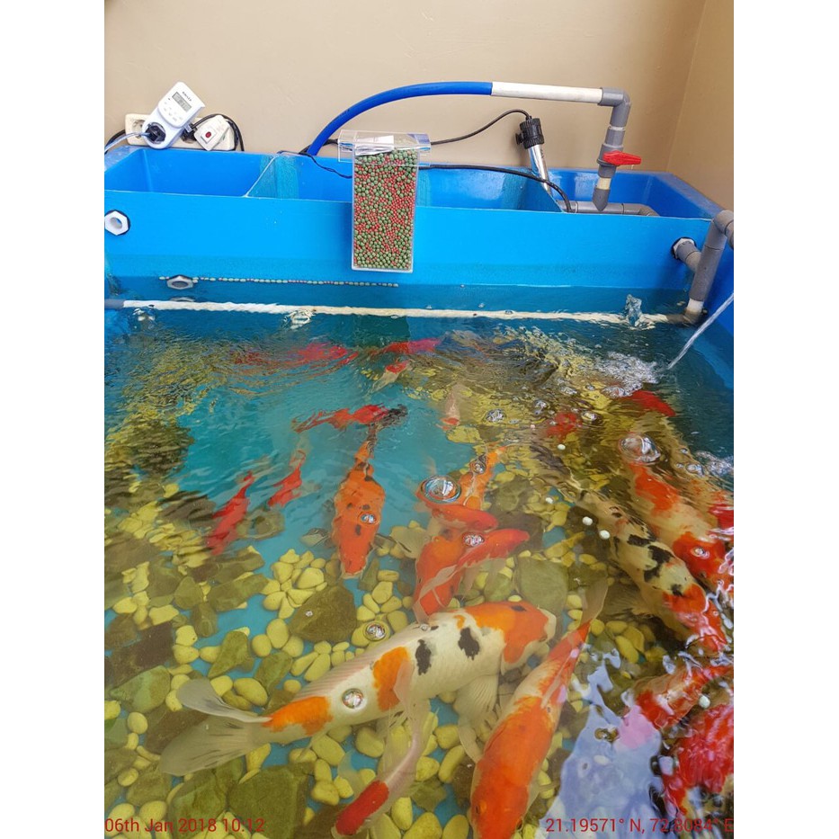 Jual JUAL tempat pakan ikan otomatis / fish auto feeder ( Mika