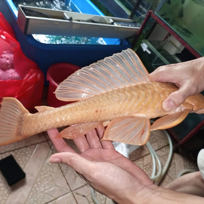 Jual Ikan Hias Sapu Sapu Albino Super Jumbo Big Size Code445 Shopee