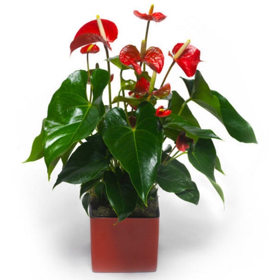 Jual Tanaman Bunga Anthurium Bangkok - Anturium Bunga Warna pohon hidup |  Shopee Indonesia