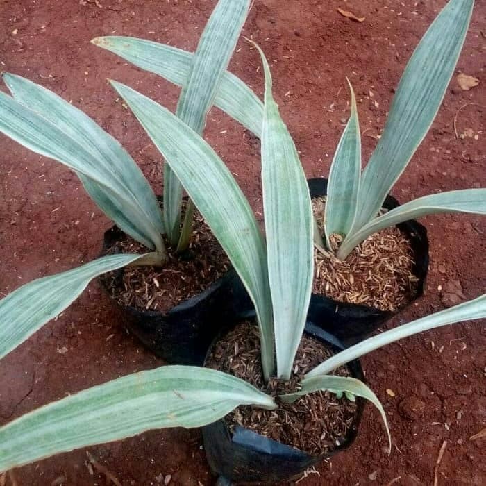 Jual Tanaman Hias Sansevieria Silver - Sansivera Manolin Lidah Mertua ...