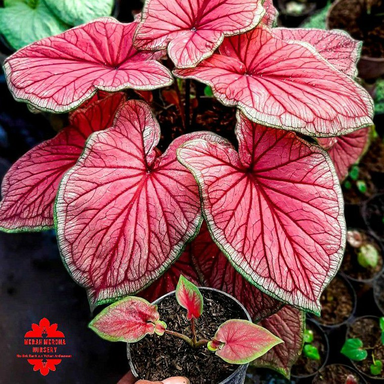Jual RED JAGUAR bibit kecil caladium keladi merah merona nursery ...