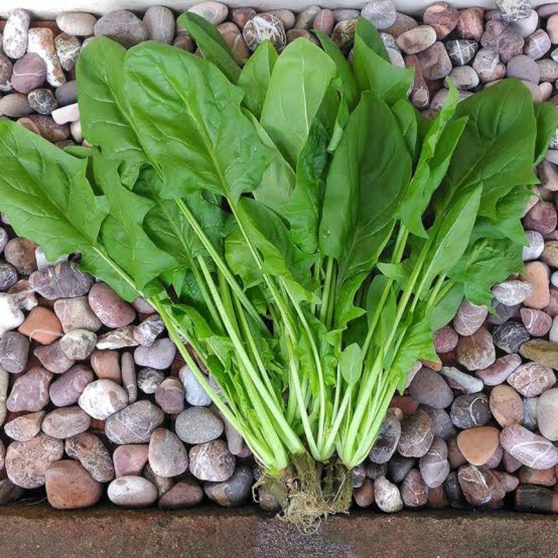 Jual 25 Biji Benih Bayam Jepang Spinach Horenso F1 Shopee Indonesia