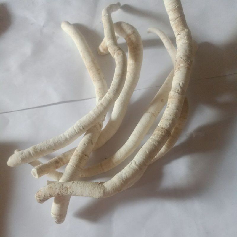 Jual CANGKANG KERANG PIPA LAUT | Shopee Indonesia